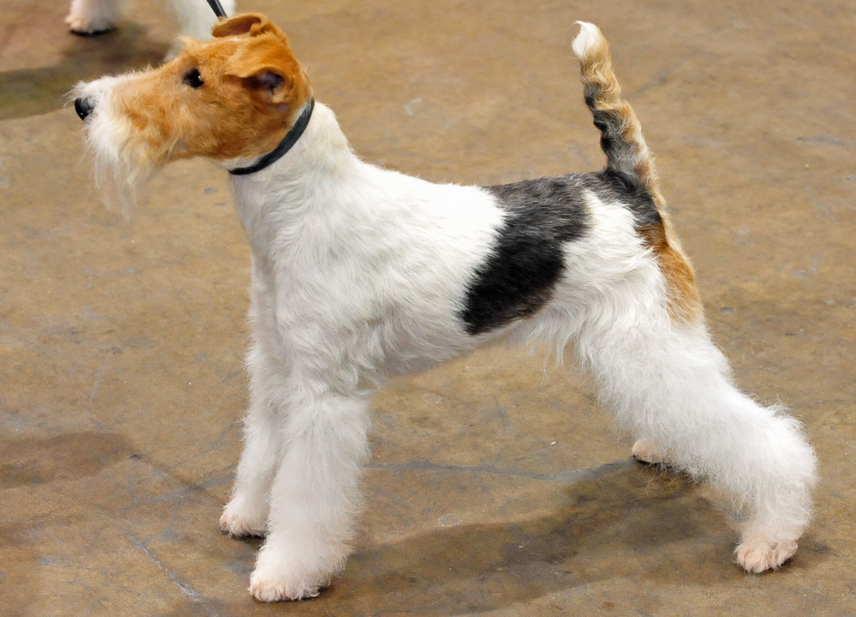 Wire Fox Terrier